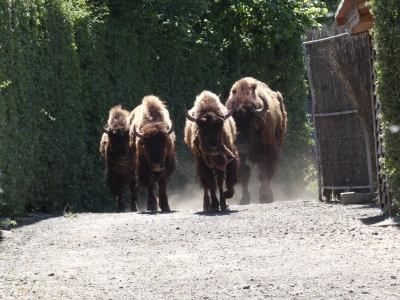 Amerikaanse bizon - De Zonnegloed - Dierenpark - Dieren opvangcentrum - Sanctuary